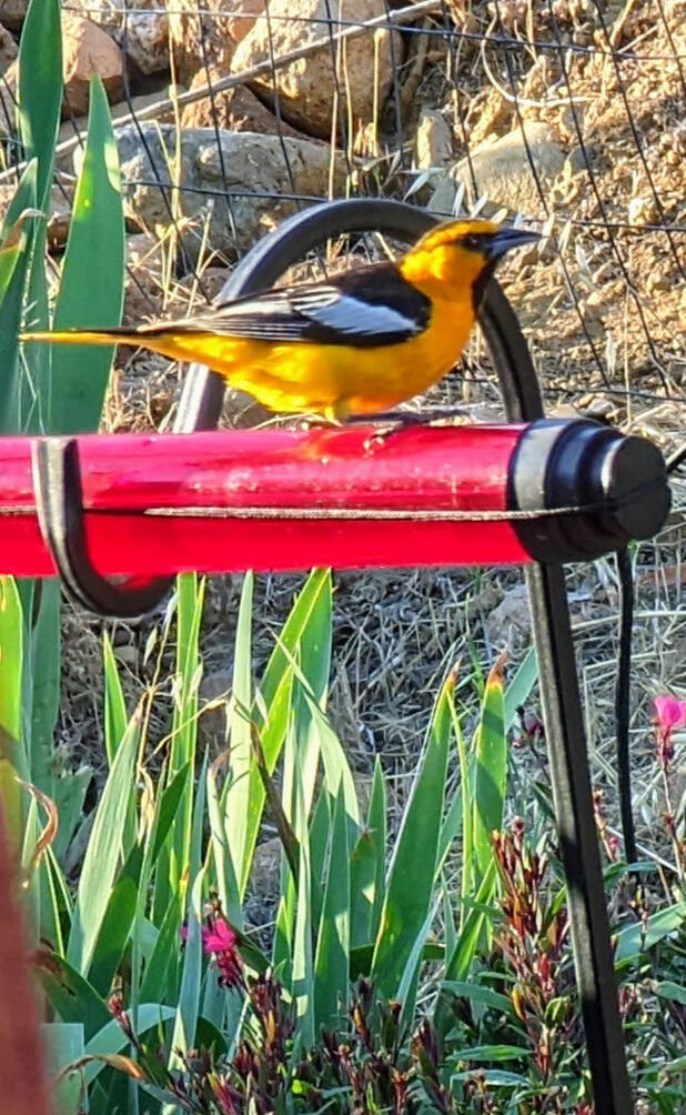 Hooded Oriole https://annasbestfeeder.com/
