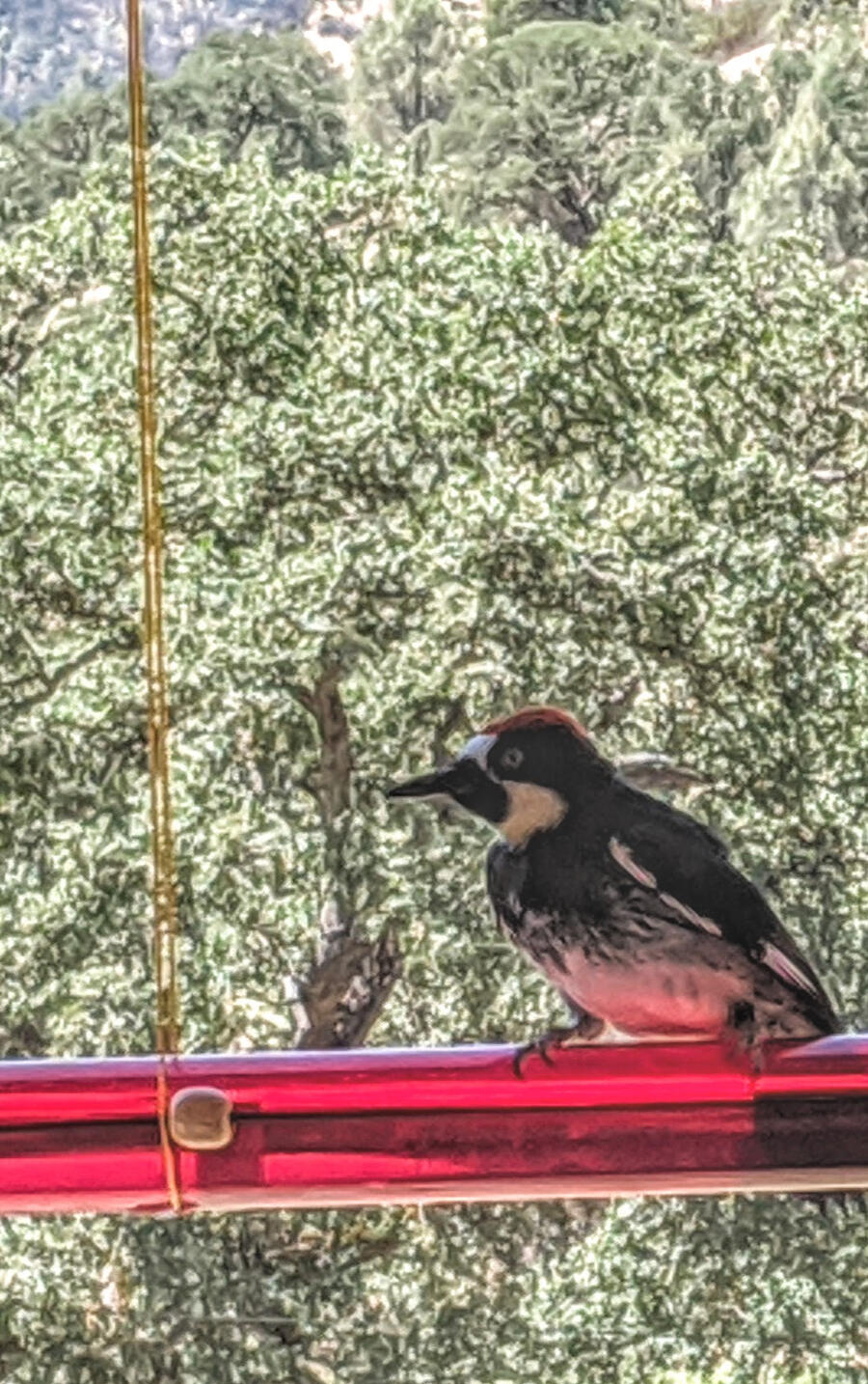 Hooded Oriole https://annasbestfeeder.com/